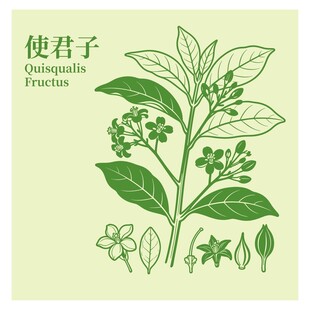 使君子植物图示