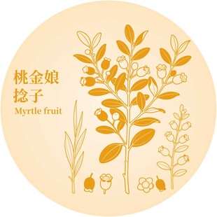 桃金娘捻子插画