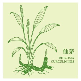 手绘仙茅植物图
