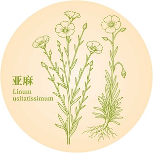 亚麻植物插画