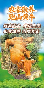 黄牛展板