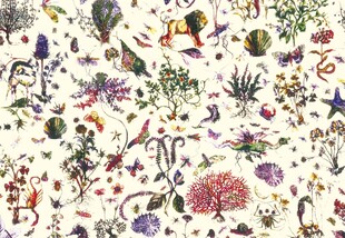 大牌花植物动物