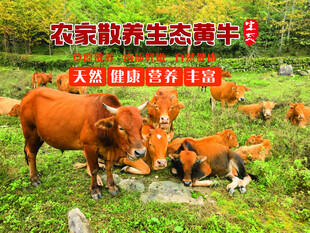 农家散养黄牛