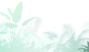 雾气磨砂膜效果绿植贴图