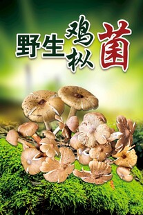 野生菌海报