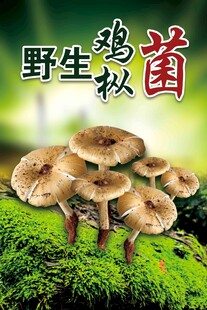 野生鸡枞菌