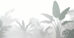 雾气磨砂膜效果绿植贴图