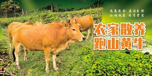 黄牛海报