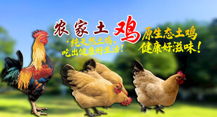 农家土鸡