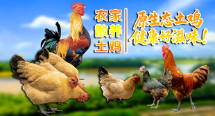 农家散养土鸡