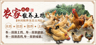 农家散养土鸡