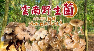野生菌广告  