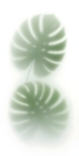 雾气磨砂膜效果绿植贴图