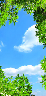 蓝天绿树风景图