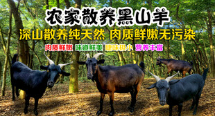 农家散养黑山羊