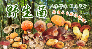 野生菌广告