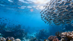 海底鱼群与珊瑚景观