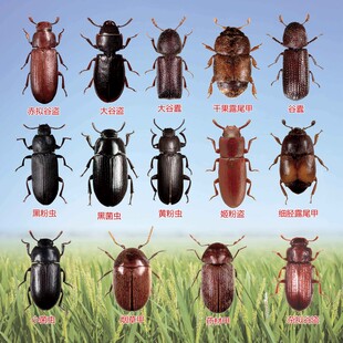多种甲虫害虫高清展示图