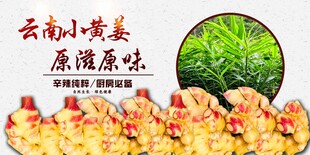 云南小黄姜