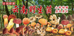 云南野生菌