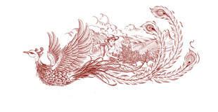 手绘 凤凰单丛 插画 茶叶包装