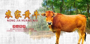 农家小黄牛