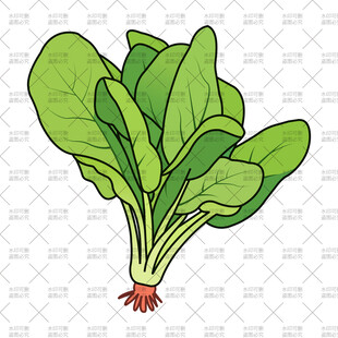 新鲜菠菜插画