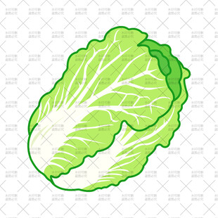 大白菜插画