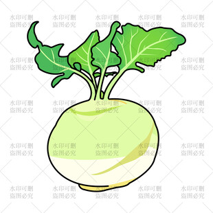 芜菁插画