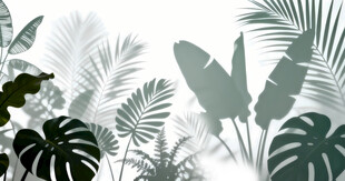 雾气磨砂膜效果绿植贴图