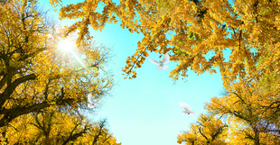 秋日林间阳光斑驳景象