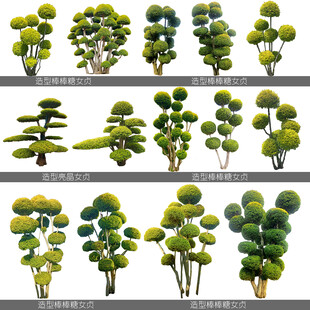 造型棒棒糖亮晶女贞