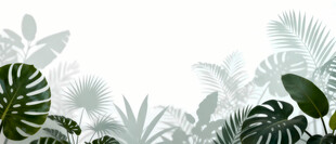 雾气磨砂膜效果绿植贴图