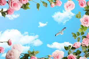 蓝天粉花下的白鸽美景