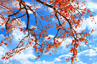 蓝天映衬下的红枝绿叶