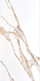 白色鱼肚金大理石石纹