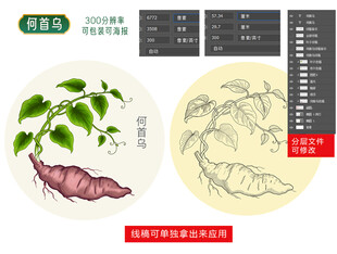 手绘何首乌中药材