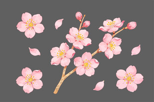 粉色烂漫樱花花枝图