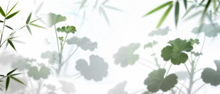 雾气磨砂膜效果绿植贴图