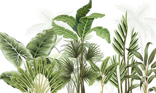 热带雨林森林植物壁纸