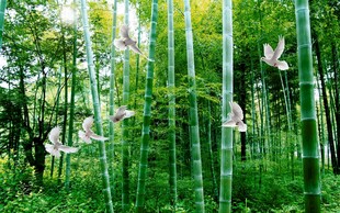 竹林美景