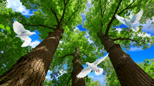 蓝天白云参天大树