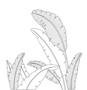 手绘植物叶片线条图 矢量图