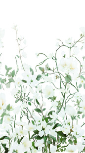 清新白花绿植自然景象