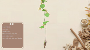 一株绿植展示萆薢