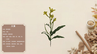 中草药大黄