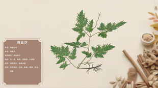 传统中药材植物展示海金沙