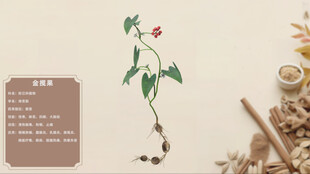 中草药金揽果