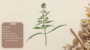 中草药 密蒙花