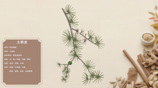 松枝与中药材的自然组合土荆皮